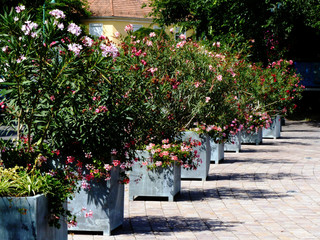 row of pink white and red oleander flower bushes. botanical name Nerium oleander. Mediterranean...