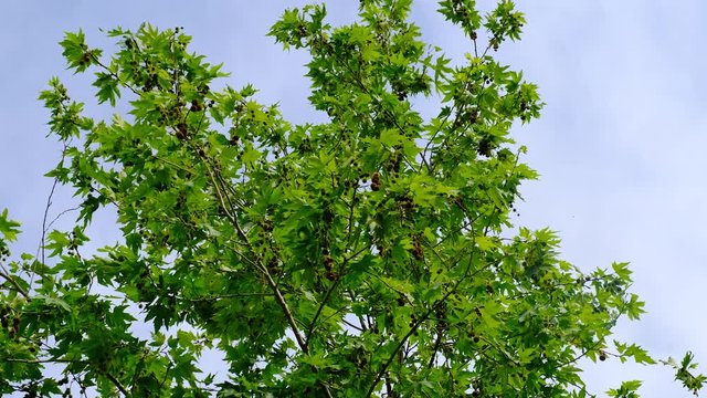 Sycamore tree leaves swaying in the wind