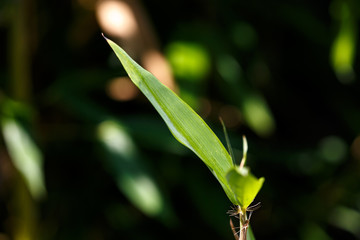 Leaf of plant in garden