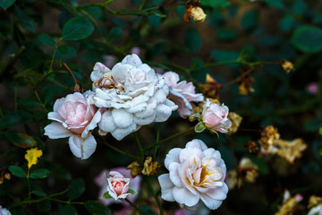 Fototapeta na wymiar Blooming rose in the garden