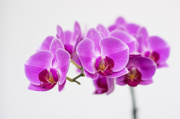 Fototapeta na wymiar Detail of Phalaenopsis (moth orchid). Purple flower. 