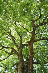 新緑の樹