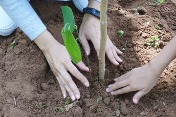 person planting a seedling, tree planting activities
People help to cover the tree hole with soil.