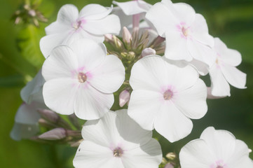 Fototapeta na wymiar Garden phlox flowers close up