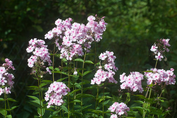 Garden phlox flowers close up
