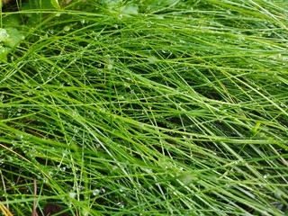 green grass background
