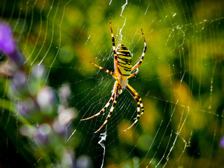 spider on web