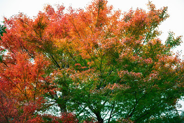 Naklejka premium 葉のグラデーション