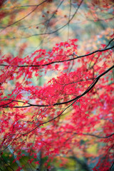 紅葉