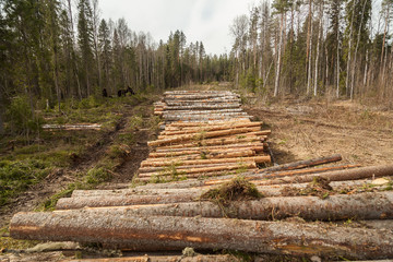 An industrial harvester collects logs from a felling in a pine forest