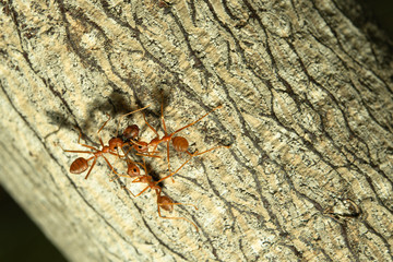 Red ants are helping to bring their food back to the nest.