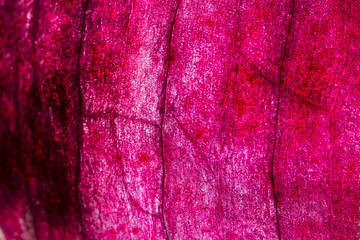 Peeled red onion skin macro shot . Food background . Selective focus.