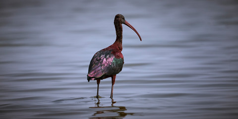 The beauty contest is still on, look at this third contestant flamboyantly showing away all his colours, who's going to win any guesses, or are these guys here to woo their female companions.