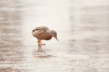 wintering birds / bird flock, winter lake, wild birds on winter lake, seasonal, migratory ducks