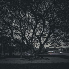trees in the night