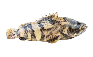 A fresh grouper on white background