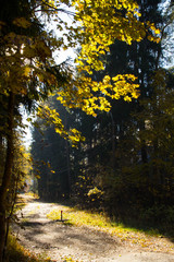 yellow autumn leaves,fir in the Sunny evening light. autumn time. path in the Park