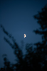 View of half moon behind trees early in the evening