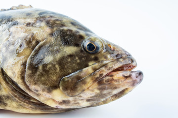 A fresh grouper on white background