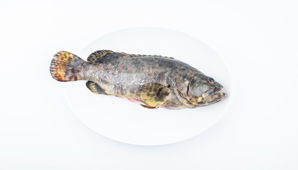 Fototapeta premium A fresh grouper on a dish on white background