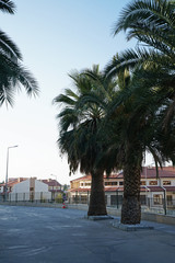 Obraz premium Exterior architecture and decoration of buildings decorated with rows of palm tree