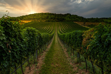 Fototapeta na wymiar Gorgeous sunset over beautiful green vineyards in lower Austria 