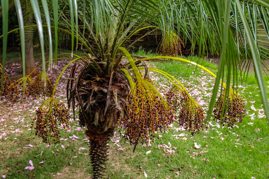 Palmeira F&ecirc;nix com monte de sementes no bosque
