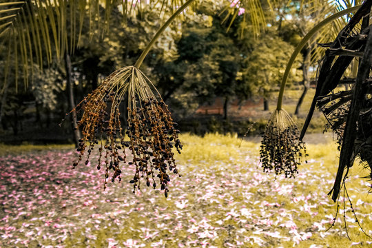 Palmeira F&ecirc;nix com monte de sementes no bosque