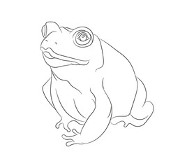 frog vector illustration, line drawing, vector
