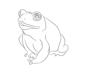 Fototapeta premium frog vector illustration, line drawing, vector