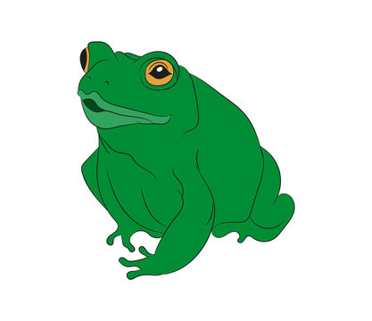 frog vector illustration, color drawing, vector