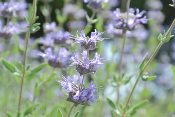 サルビアクリーブランドディ（ウィニフレッド・ギルマン）