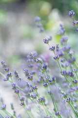 ラヴェンダーのつぼみ