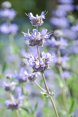 サルビアクリーブランドディ（ウィニフレッド・ギルマン）