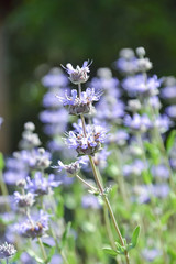 サルビアクリーブランドディ（ウィニフレッド・ギルマン）