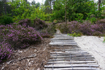 Blooming heather next to a wooden hiking trail in North Holland, the Netherlands