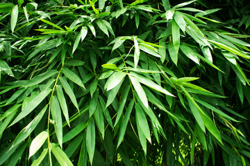 Fototapeta na wymiar landscape of bamboo tree in the forest