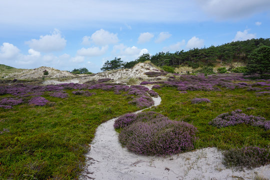 Blooming purple heather in the dunes - North Holland, The Netherlands