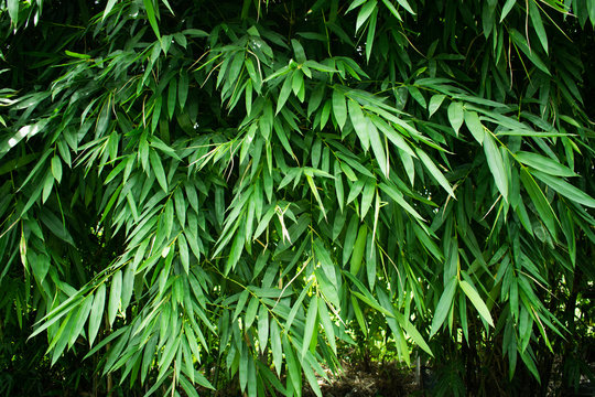 landscape of bamboo tree in the forest
