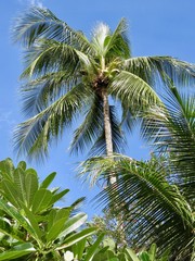 Fototapeta premium Palm trees