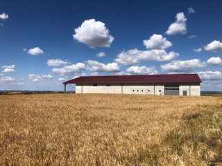 Fototapeta na wymiar Barn on a corn field against a blue sky with clouds