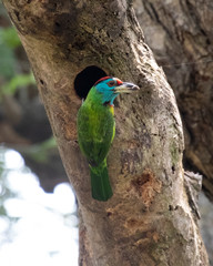 blue threatened rabbet in his nest