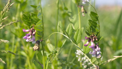 green meadow with flowers on a summer day