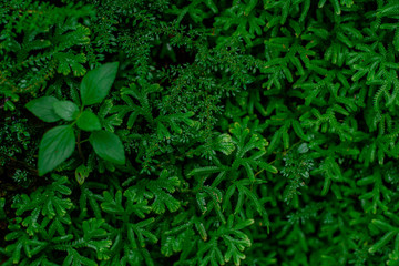 tropical leaves, abstract green leaves texture, nature background