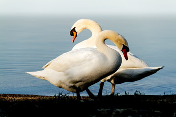 Obraz premium cigni bianchi al lago formano cuore
