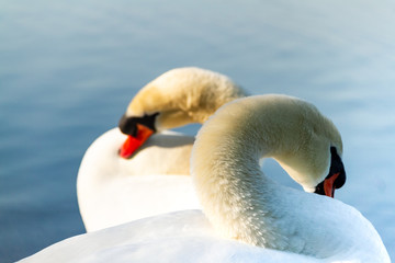 cigni bianchi al lago in amore