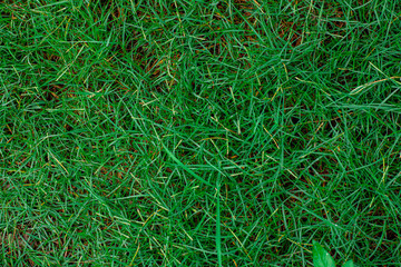 Green artificial grass natural background