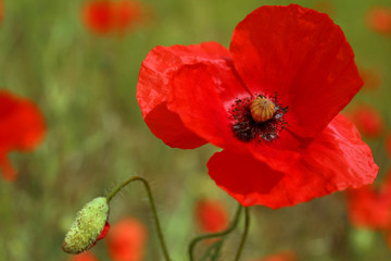 Beautiful red poppy flower growing in field, closeup