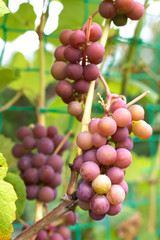 Bunch of red grapes hanging on a branch