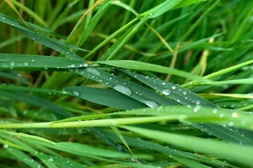 grass with water drops